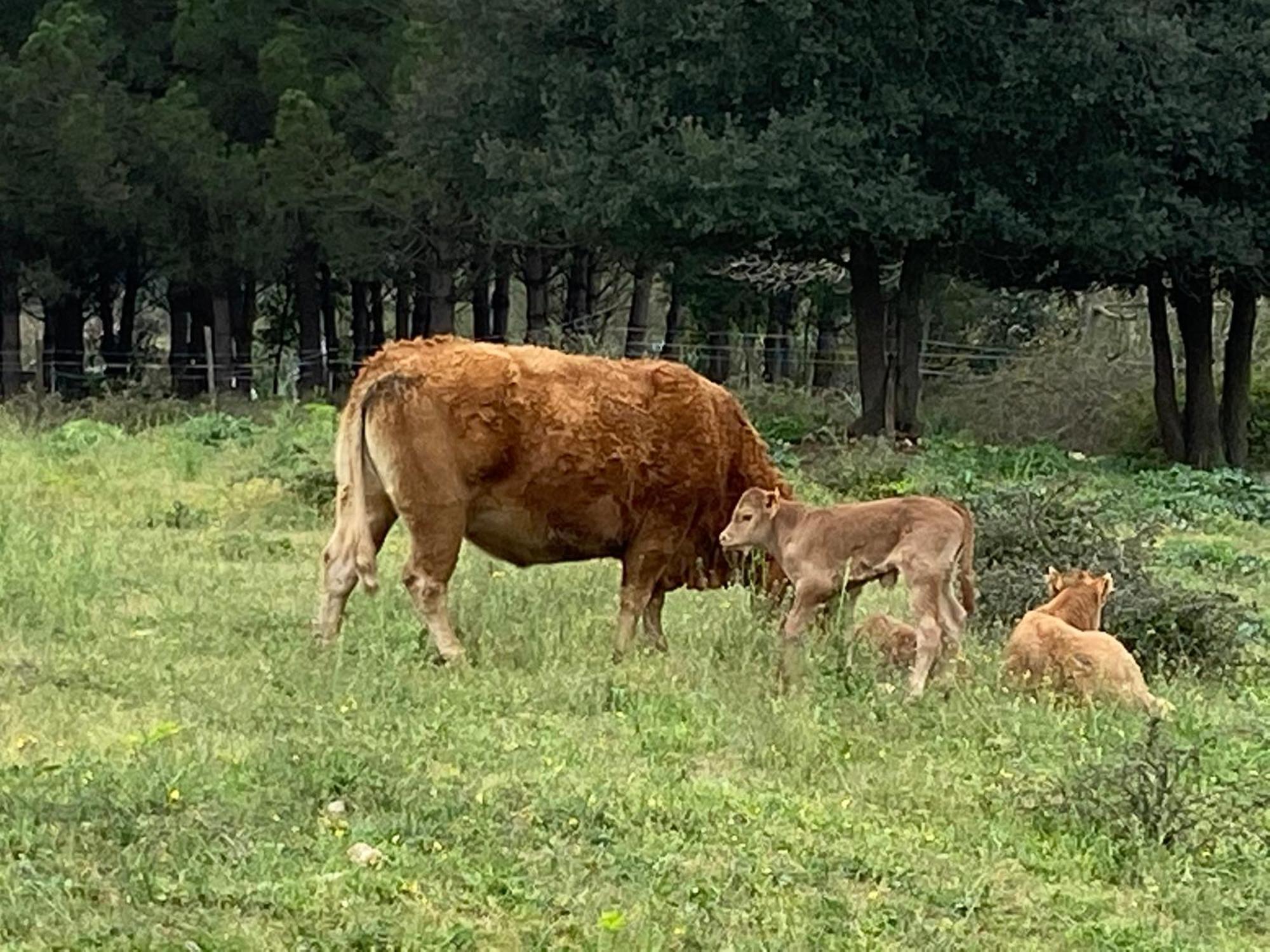 Casa Rural Can Jepet La Cellera de Ter Εξωτερικό φωτογραφία